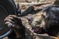 The animals of the National zoo and aquarium get their christmas presents early. Pictured sunbears, lima and meercats. ...