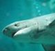 A seven gill shark. 