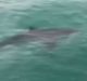 There have been three sightings of sharks offt popular beaches along the Great Ocean Road and on the Bellarine Peninsula. 