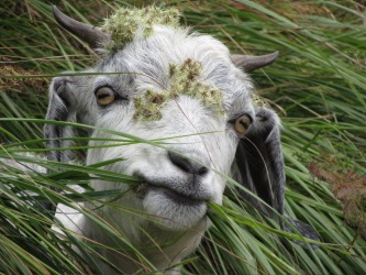 Came across a herd of goats while hiking from McLeod Ganj to Triund in Himachal Pradesh, October 2015. This goat looked ...