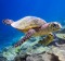 Sea turtle on coral reef on the Maldives. 