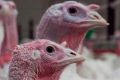 Turkeys in Australian factory farms.