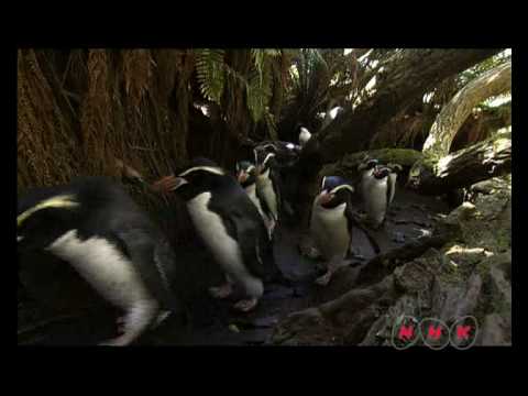 New Zealand Sub-Antarctic Islands (UNESCO/NHK)