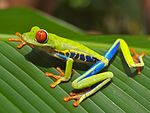 Red eyed tree frog edit2.jpg