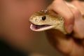 The man was bitten by a taipan in his home.