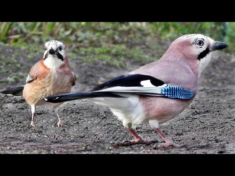 The Ultimate Videos of Birds for Cats To Watch