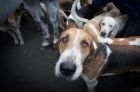 LACOCK, ENGLAND - DECEMBER 26: Riders and hunt supporters gather with their dogs for the traditional Boxing Day meet for ...