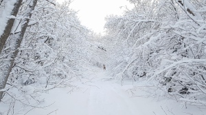 Snowfall in Massey Drive