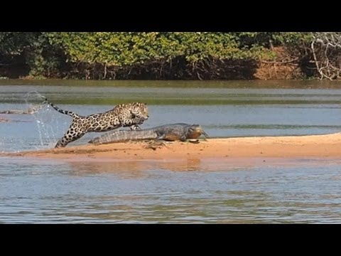 Jaguar Attacks Crocodile (EXCLUSIVE VIDEO) | National Geographic