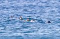 A pod of up to 50 dolphins seemed delighted to frolic with swimmers at Coogee Beach on Monday.