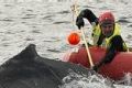 National Parks crews mount the rescue operation tracking the whale from Narooma down to Bermagui where it was cut free.