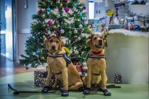 AFP dogs in training Harry (gold reindeeer ears) and Ralph, with handlers Emily O'Donahue and Rebecca Hughes, visit ...