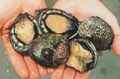 Two fishermen face massive fines and possible imprisonment after being found with hundreds of illegally caught abalone.