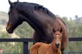 Black Caviar with daughter Oscietra as a foal