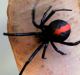 A female redback.