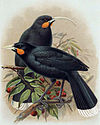 A pair of huia