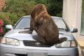 The seal climbed onto the bonnet of a car, leaving significant damage.