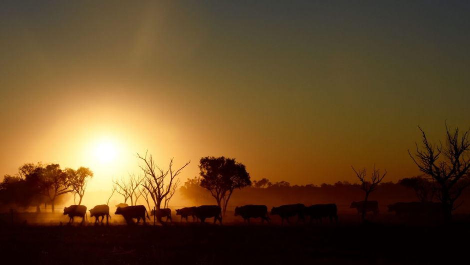 Clique's Summer Herald photo competition: Congratulations to Anne-Maree Lloyd, of Yaraka, Queensland. Winner, December ...