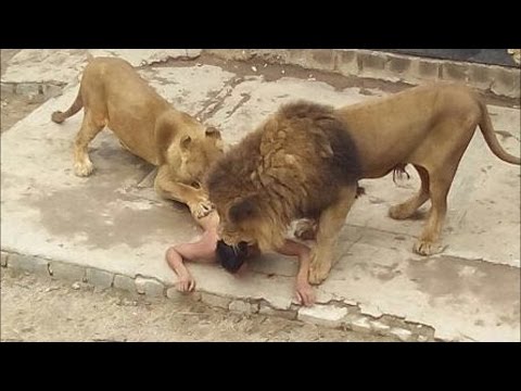 Lion attack human best compilation