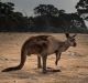 The collision with a kangaroo took place in Beveridge at 1.40am on December 18, 2016.