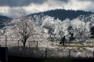 A bicyclist in Amazon Park in Eugene, Ore., passes ice-covered trees Friday, Dec. 16, 2016. In Eugene, a local utility ...