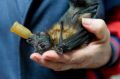 This baby flying fox loves sucking on a dummy. The baby was dropped by its starving mother after she stopped producing ...