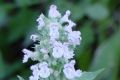 catnip flower