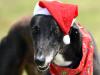Why your pets ‘misbehave’ at Xmas