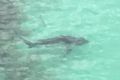 A 2.5m whaler shark was spotted at Hyams Beach on Thursday morning.