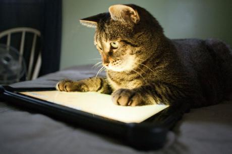 Cat using a smartphone