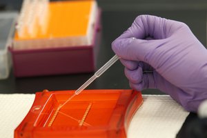 Robyn Thompson, an associate scientist with the New Orleans BioInnovations Center, works with DNA samples in their laboratory  in New Orleans, Thursday, Sept. 29, 2011.