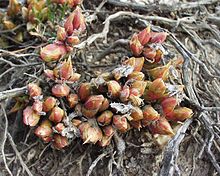 Sceletium tortuosum 01102003 Afrique du sud 2.JPG