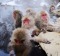 Japanese Snow Monkeys in Yudanaka, Nagano, Japan. tra10cover-century Wildlife Encounters ? Brian Johnston Credit: iStock