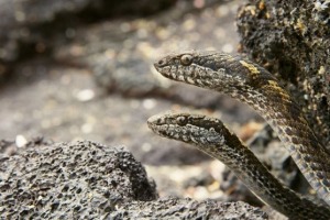 Galapagos snakes feature in surprising abundance during the series <i>Planet Earth 2</I>.