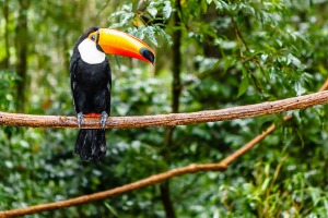 Observe the wildlife in the world's thickest jungle, Manaus.