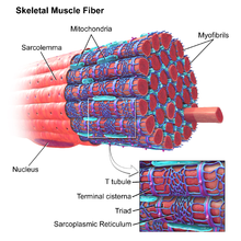 Blausen 0801 SkeletalMuscle.png