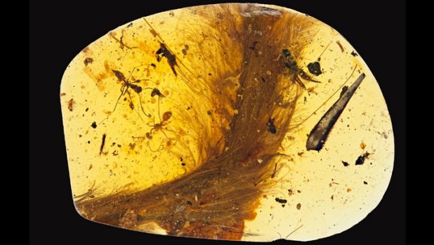 A 99-million-year-old piece of amber with a feathered dinosaur tail trapped inside. 