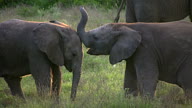 1080i baby elephants playing video