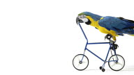 Blue and Yellow Macaw riding a bike video