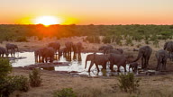 LS DS Elephants Drinking Water From Waterhole video