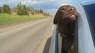 Happy dog in car video