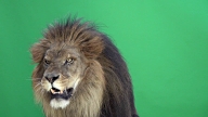 Lion roaring in front a of green key video