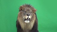 Lion roaring in front of a green key video