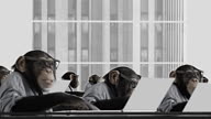 Monkey Business Team video