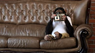 Monkey Photo Sofa video