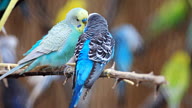 Parrots kissing. video