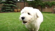 Puppy dog running with joy. video