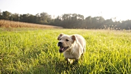 SLO MO Puppy Running In The Grass video