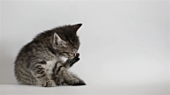 Small grey kitten washes video