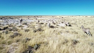 HELI Zebras Running In The African Savannah video